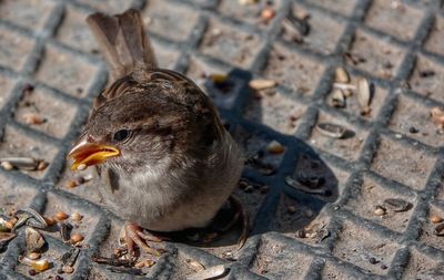 High angle view of a bird on land