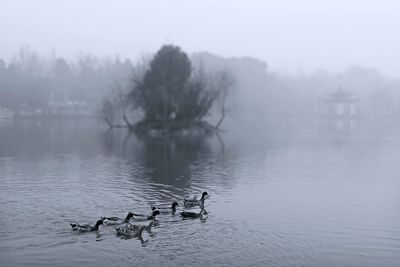 Swans swimming in lake during foggy weather