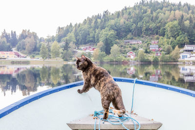 Dog standing on lake