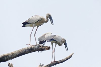 Low angle view of bird perching on tree against clear sky