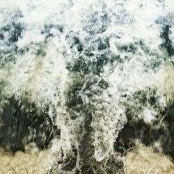 Trees in water