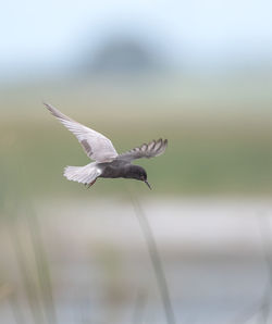 Close-up of seagull flying