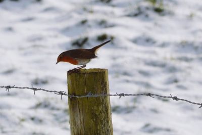 Close-up of bird perching on pole against sky