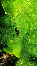 Close-up of insect on leaf