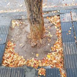 High angle view of dry leaves on street by tree