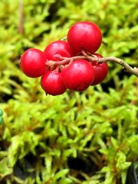 Close-up of cherries on tree