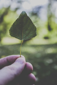 Close-up of hand on leaf