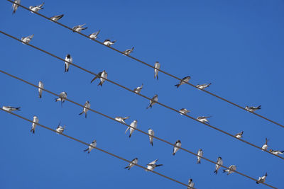 Low angle view of barbed wire against clear blue sky