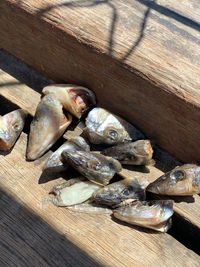 High angle view of fish on table