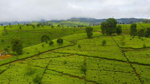 Tea plantations on hillsides in a mountainous province. tea estate landscape.nuwara eliya, sri lanka