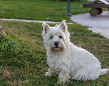 Portrait of west highland white terrier sitting on grassy field