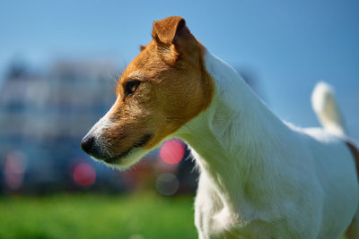 Close-up of dog