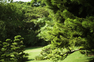 View of trees in forest