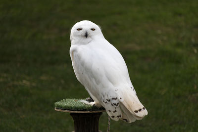 Close-up of snowy owl perching on metal post