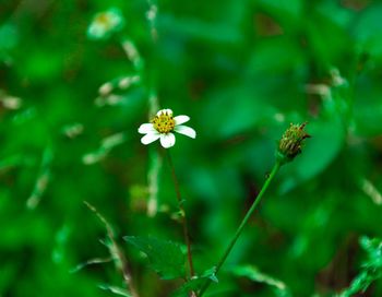 Close-up of insect on flower blooming outdoors