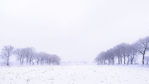 Trees on field against clear sky during winter