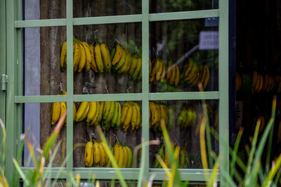 Close-up of yellow flowers in glass window