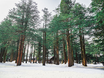 Trees on snow covered field in forest