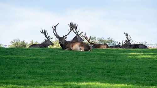 View of deer on field against sky