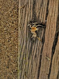 Close-up of insect on tree trunk