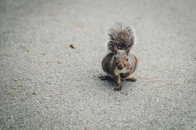 Squirrel on a street