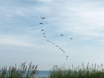 Birds flying in sky