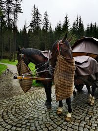 Horses standing by trees and plants