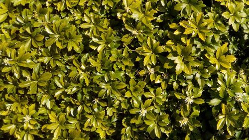 Full frame shot of plants