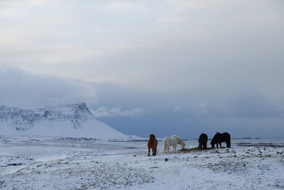 Horses on snow covered landscape
