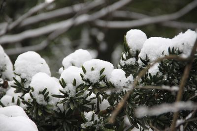 Close-up of snow on tree