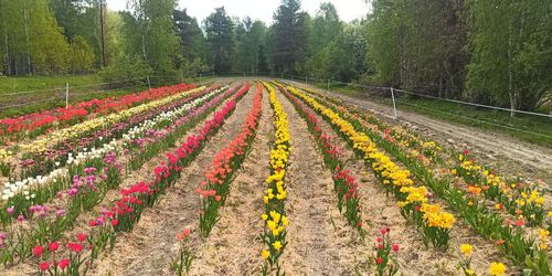 Scenic view of flowering trees on field