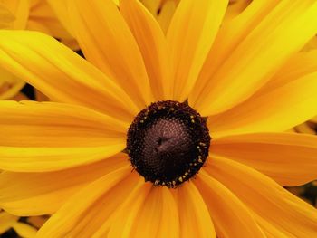 Close-up of sunflower blooming outdoors