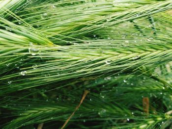 Close-up of raindrops on pine tree