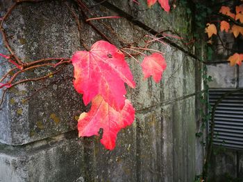 Close-up of red maple leaves