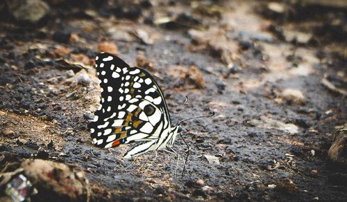 Close-up of butterfly