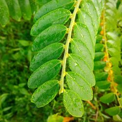 Close-up of wet plant leaves