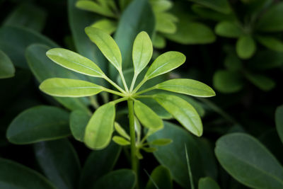 High angle view of plant leaves