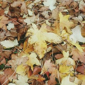 Full frame shot of maple leaves