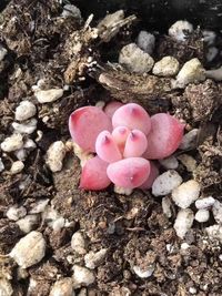 High angle view of pink pebbles