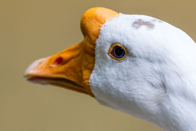 Close-up of goose