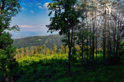 Scenic view of forest against sky