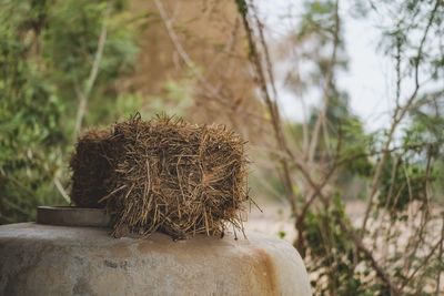 Close-up of dry leaf on field