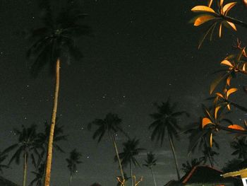 Low angle view of palm trees