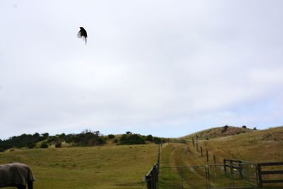 Bird flying over a field