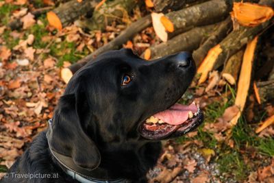 Close-up of black dog looking away