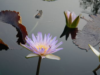 Close-up of lotus water lily in lake
