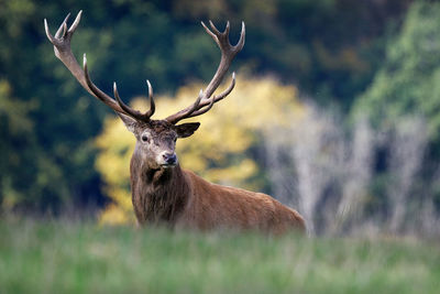 Deer in a forest