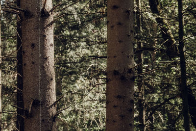 Close-up of bamboo trees in forest