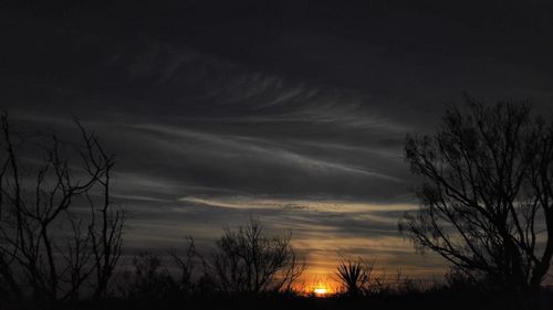 Silhouette trees against sky at night