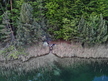 View of ducks in forest